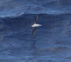 Pterodroma lessonii