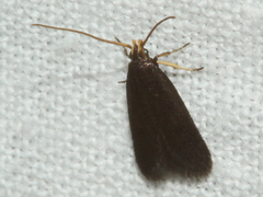 Lecithocera terrigena