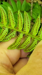 Polystichum lonchitis