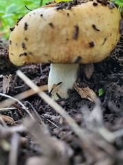 Russula foetens