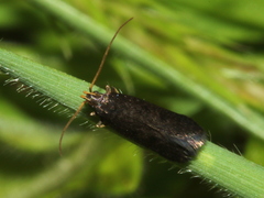 Lecithocera terrigena
