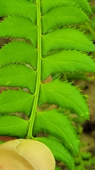 Polystichum lonchitis