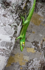 Anolis equestris thomasi