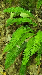 Polystichum lonchitis