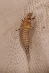 Archaeognatha