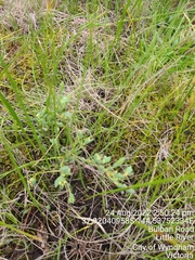 Pimelea spinescens spinescens