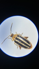 Disonycha glabrata