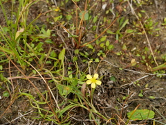 Ranunculus flammula