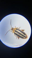 Disonycha glabrata