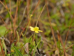 Ranunculus flammula