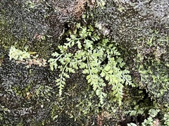 Asplenium montanum