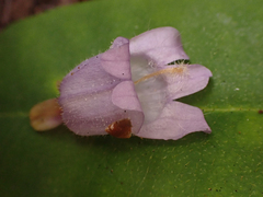 Penstemon rattanii