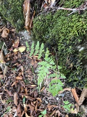 Pseudanomodon attenuatus