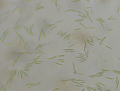 Monoraphidium tortile
