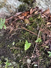 Pseudanomodon attenuatus