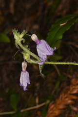 Penstemon rattanii