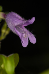 Penstemon rattanii
