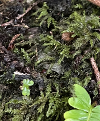 Pseudanomodon attenuatus