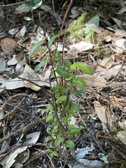 Vaccinium ovatum