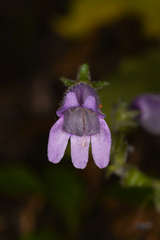 Penstemon rattanii