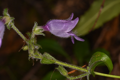 Penstemon rattanii