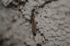 Crambus