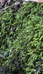 Pseudanomodon attenuatus