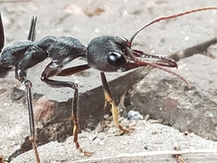 Myrmecia pyriformis