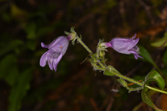 Penstemon rattanii