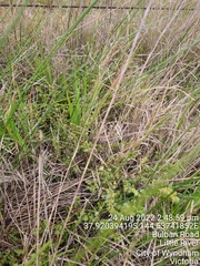 Pimelea spinescens spinescens