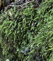 Pseudanomodon attenuatus