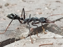 Myrmecia pyriformis