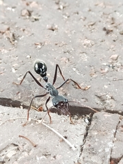 Myrmecia pyriformis