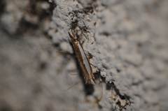 Crambus