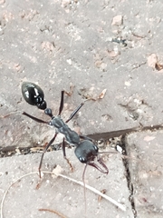 Myrmecia pyriformis