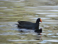 Gallinula tenebrosa