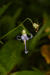 Campanula prenanthoides