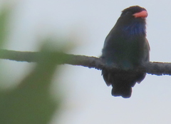 Eurystomus orientalis