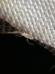 Entomobryidae