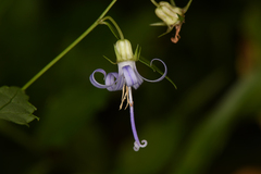 Campanula prenanthoides