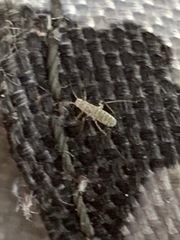 Entomobryidae