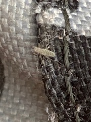 Entomobryidae