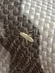 Entomobryidae