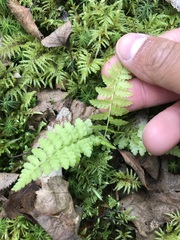 Cystopteris fragilis