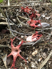 Clathrus archeri