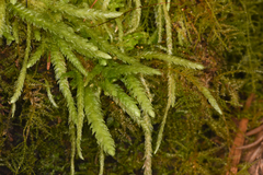 Plagiothecium undulatum