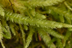 Plagiothecium undulatum