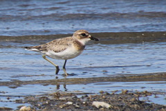 Charadrius leschenaultii