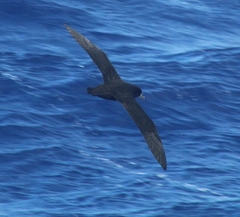 Procellaria aequinoctialis