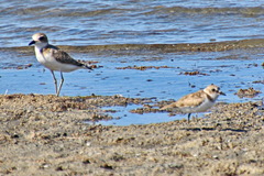 Charadrius leschenaultii
